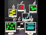 توانايي کبوترها در مرتب کردن اعداد 