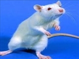 موش‌هایی که چاق نمی‌شوند 