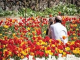 ثبت لحظه‌هاي زندگي در باغ لاله‌ 