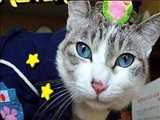 گربه اي در ژاپن پليس شد 