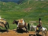 کوچ عشایر آذربایجان به دامنه سهند مراغه آغاز شد 