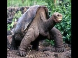 مرگ لاک‌پشت غول‌آسا پس از یک قرن 