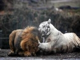 کدام‌یک قوی‌تر است، ببر بنگال یا شیر سلطان؟