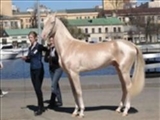 آخال تک زیباترین اسب‌ دنیا 