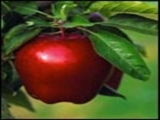 برای كنترل فشار خون، سیب را با پوست بخورید 