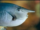 عجیب ترین ماهی دنیا: ماهی انسان نما! 