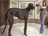 بزرگترین سگ دنیا به اندازه یک اسب 