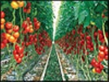 عرضه سیستم هوشمند برای کنترل گلخانه ها/ کنترل لامپها و تولید CO2 