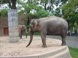 فیلی در باغ وحش کره جنوبی حرف می‌زند 