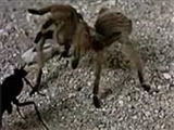 نبرد زنبور قاتل و عنكبوت 