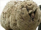 معروف‌ترین گوسفند جهان +‌ عکس