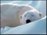 انقراض خرس‌های قطبی تا 25 سال آینده 