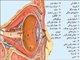 چشم‌ها چگونه كار مي‌كنند 