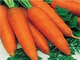 مصرف هویج از شکستگی استخوان در مردان پیشگیری می‌کند 