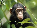 حافظه کوتاه مدت شامپانزه‌ها از انسان بهتر است 