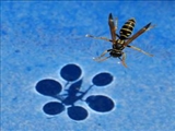 جادوی حشرات برای راه رفتن روی آب 