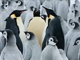 بزرگ‌ترین پنگوئن‎های روی زمین 