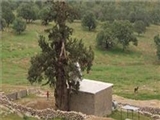 سروی 2770 ساله در روستای لار از توابع شهرستان باشت + تصاویر