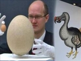 حراج بزرگترین تخم پرنده جهان در لندن 