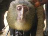 میمون آدم چشم در میان 10 موجودی که در سال 2012 کشف شدند 