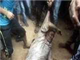 مصر یکصدا اقدام وحشیانه سلفی‌های افراطی در کشتن ۴ شیعه را محکوم کرد 