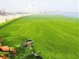 عظیم‌ترین فرش جلبکی در ساحل چین 