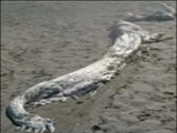 مشاهده یک موجود اسرارآمیز شبیه اژدها در سواحل اسپانیا