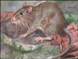گونه‌ای موش خاردار در اندونزی کشف شد 