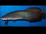 کشف یک ماهی آمازون غول پیکر در برزیل 