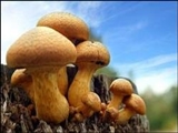قارچها می توانند وضعیت آب و هوا را تغییر دهند