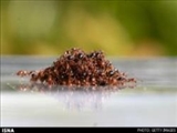 مورچه‌ها چگونه از سیل جان سالم به در می‌برند؟ 