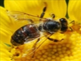 زنبورها را می‌توان برای شناسایی صورت انسان آموزش داد 