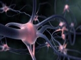 کشف ژن مسؤول ناکارآمدی رشته عصبی 