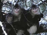 10 میمون نادر و دیدنی دنیا 