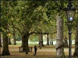 تأثیر زندگی در فضاهای سبز در افزایش احساس شادی 