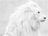 شیر سفید افسانه‌ای+تصاویر
