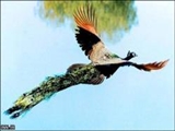 تصاویر زیبا از پرواز طاووس 
