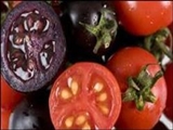 گوجه فرنگی های بنفش در راه بازار/ آنتی اکسیدانی برای درمان سرطان