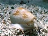 ساخت مسکنی از سم حلزون/ تسکین دهنده ای قدرتمندتر از مورفین 