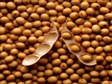 یک خوراکی مفید برای افراد چاق