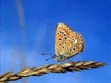 حشرات در فصل بهار +عکس