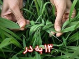 سیزده در نزد ایرانیان هیچ گاه بدیمن نبوه است/ ریشه های تاریخی و فرهنگی آئین سيزده بدر