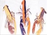 خرچنگی نادر با دو رنگ متفاوت خیره‌کننده 