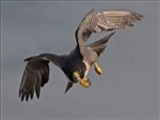 سرعت سریعترین پرندگان جهان چقدر است؟ 