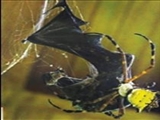 عنکبوت خفاش‌خوار 