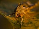 برای تکامل مغز حشره بخورید! 