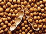  سویا موجب تسریع رشد سرطان می شود