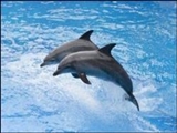 دلفین ها مغناطیس را درک می‌کنند
