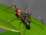 عنکبوتی که تظاهر به مورچه بودن می‌کند 