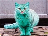 گربه سبز در بلغارستان 